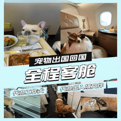 香港岛宠物托运到白俄罗斯宠物入境规定和要求